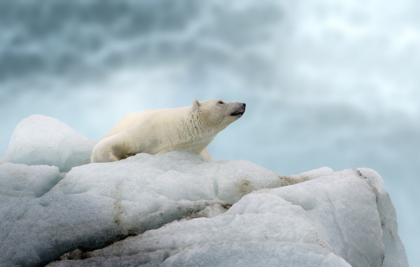 Большой полярный медведь лежит на холодной льдине