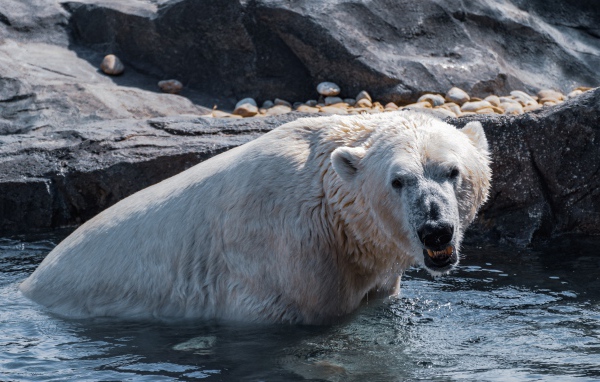 Большой белый медведь сидит в воде в зоопарке 