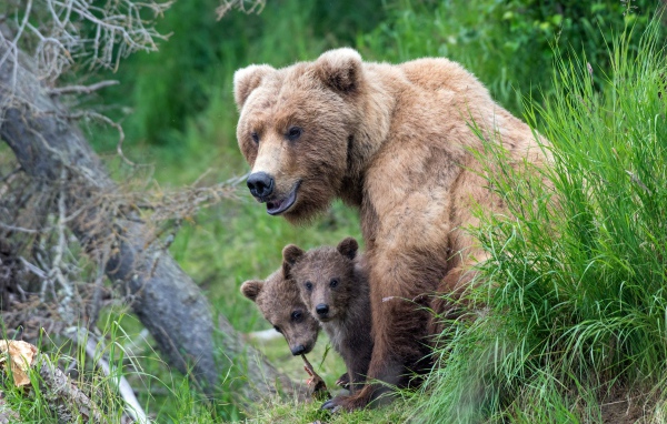 Brown bear with little cubs in the grass