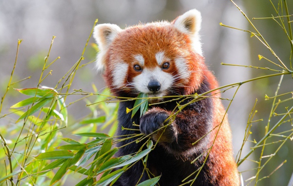 Милая малая панда ест бамбуковые ветки