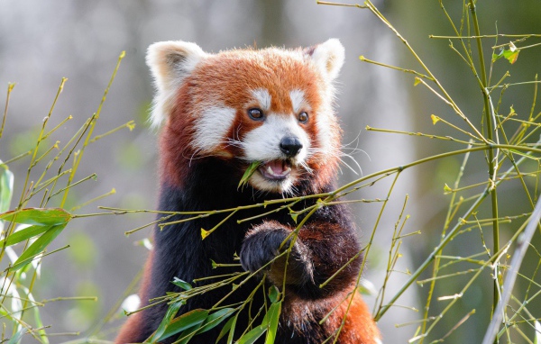 Милая малая панда грызет ветки бамбука