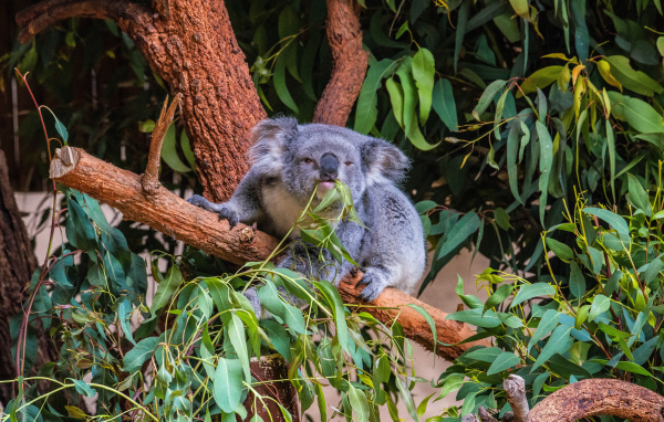 Lazy koala eats branches on a tree