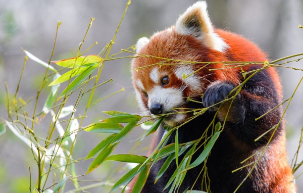 Малая панда грызет зеленые ветки бамбука