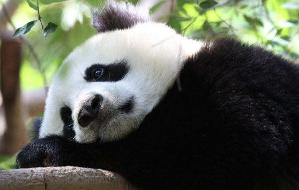 Грустная большая панда лежит на дереве 