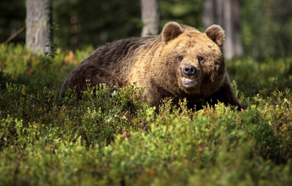 Грозный бурый медведь в зарослях в лесу