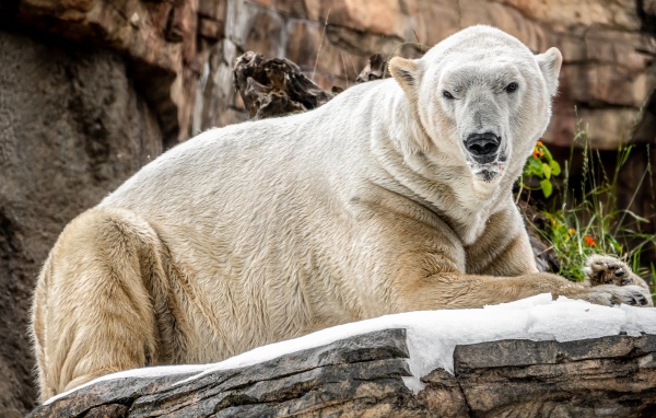 Грозный белый медведь лежит на камне в зоопарке 