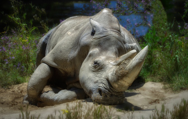 Большой носорог лежит на земле у пруда 