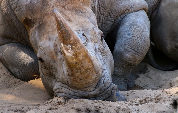 Большой носорог лежит на песке