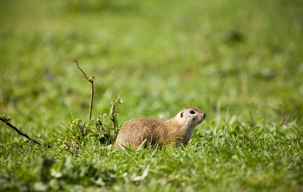 Суслик в зеленой траве 