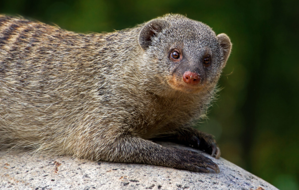 Серый мангуст лежит на камне 