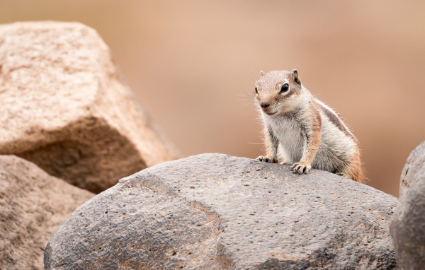 Маленький суслик сидит на камне 