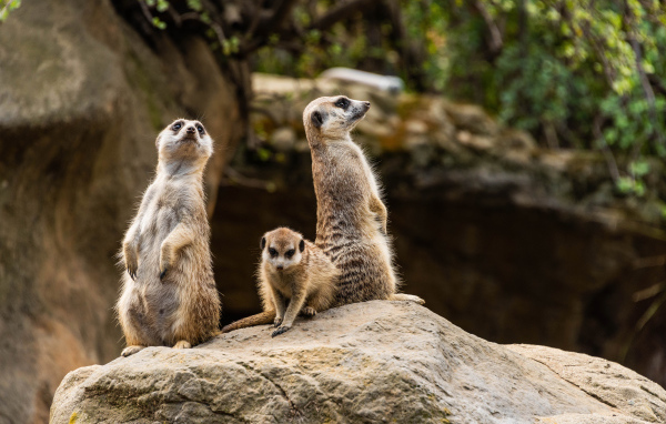 Три суриката сурикаты на камне в зоопарке