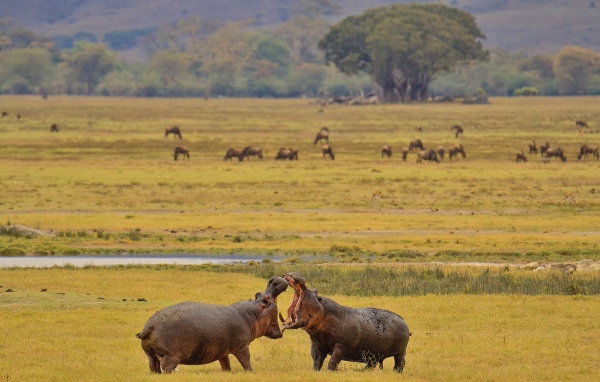 Два больших гиппопотама дерутся на траве