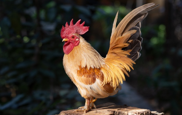 Красивый домашний петух стоит на пне в лучах солнца
