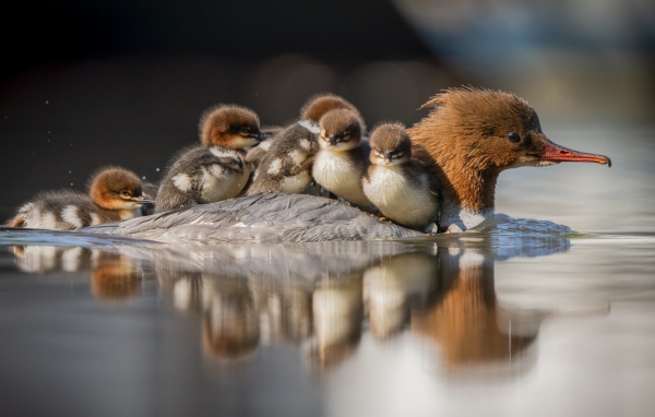 Утка с птенцами на спине плывет по воде