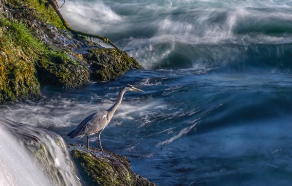 Серая цапля стоит на камне у моря