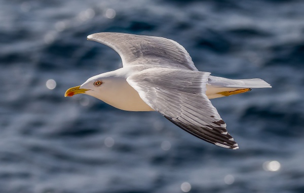 Большая серая чайка летит над водой