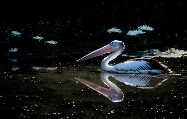 Большой пеликан плавает в пруду с белыми водяными лилиями