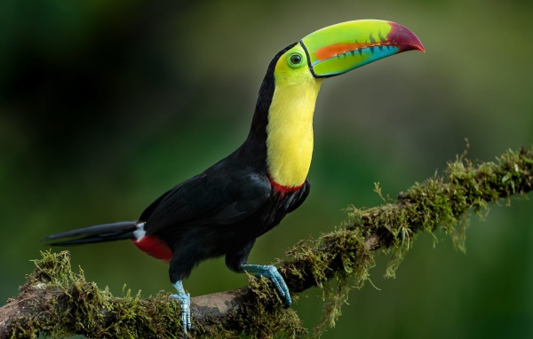 Большой тукан с разноцветным клювом сидит на ветке дерева 