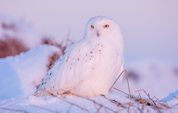 Большая белая сова с желтыми глазами сидит на снегу