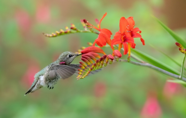 A tiny hummingbird bird drinks red flower nectar