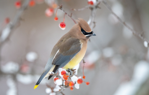 Американский свиристель на ветке дерева зимой