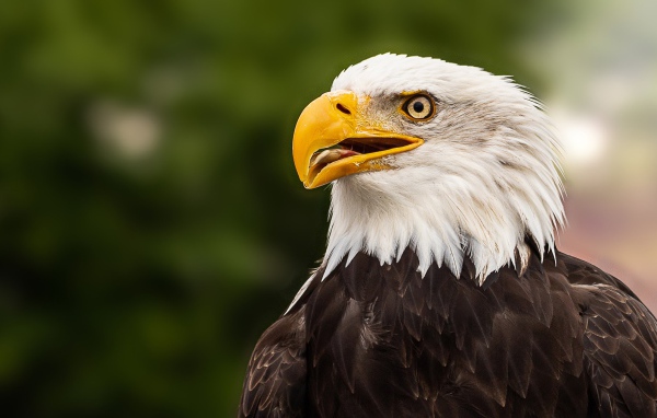 Голова белоголового орлана с открытым клювом 