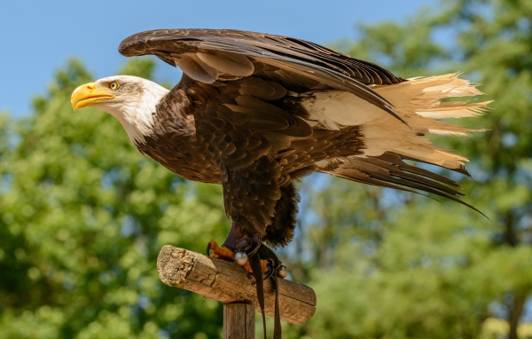Bald eagle spread its wings