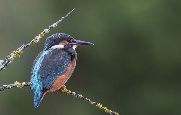Красивая птица зимородок с острым клювом сидит на ветке
