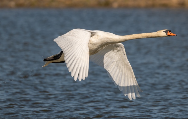 Beautiful white swan flies over the lake