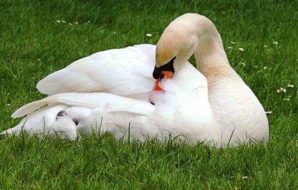 Красивый белый лебедь лежит на зеленой траве 