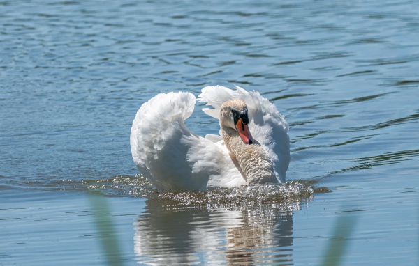 Beautiful white swan swims in the water