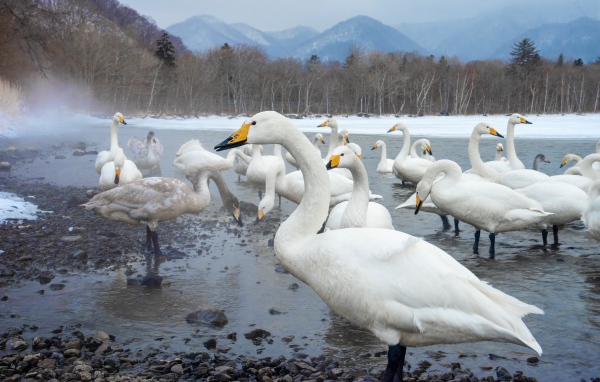 Красивые белые лебеди в зимнем озере в горах