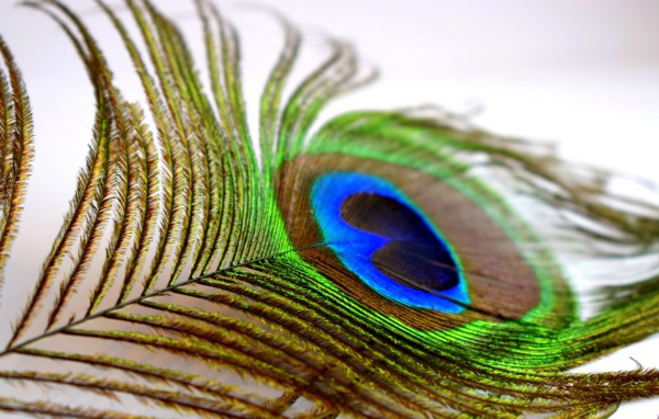 Большое красивое перо павлина крупным планом