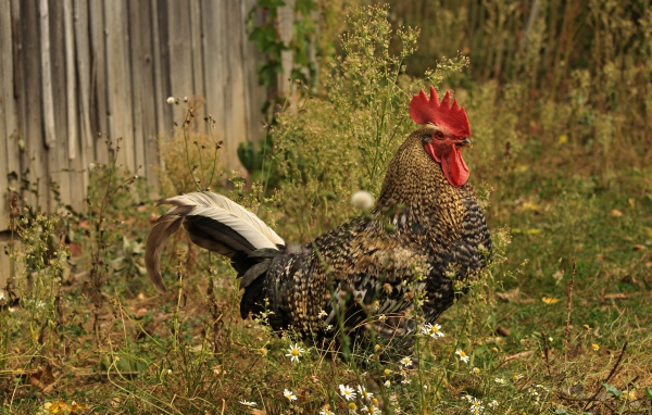 Большой коричневый петух у забора 