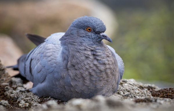 Большой голубь сидит на земле
