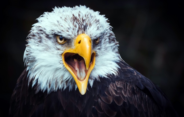Big eagle with open yellow beak