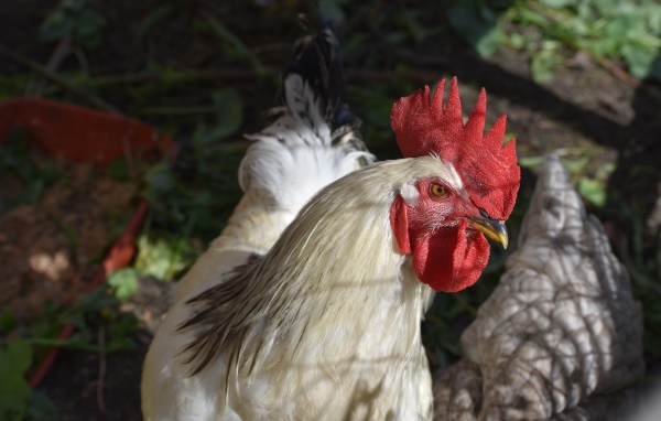Большой домашний петух во дворе 