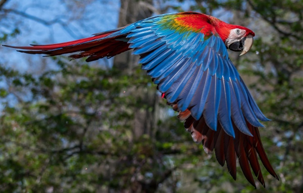 Большой попугай ара летит в воздухе 