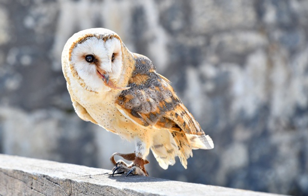 Большая сова сидит на заборе 