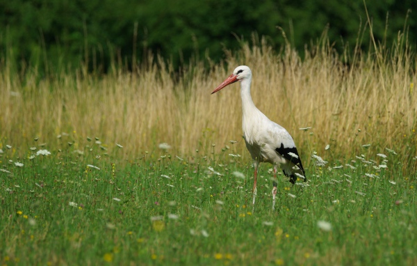Big stork walks on green grass