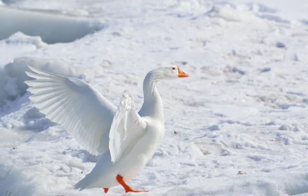 Большой белый домашний гусь на снегу 
