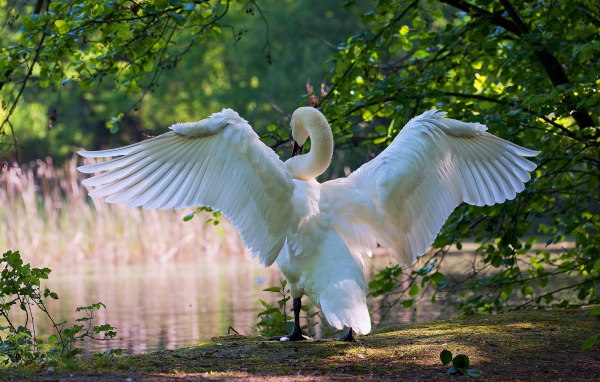 Big white swan spread its wings at the pond