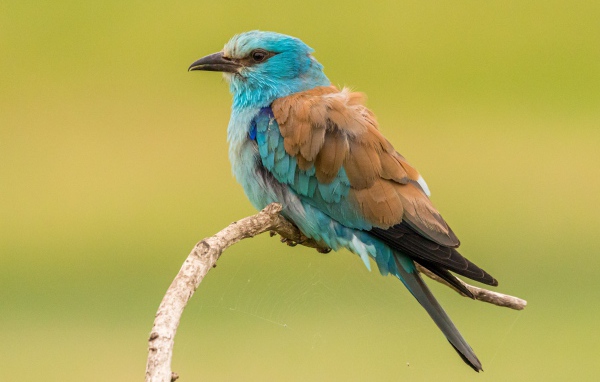 Птица зимородок  сидит на ветке на желтом фоне