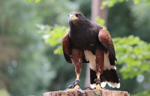 Хищная птица сидит на пне 