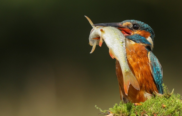 Яркая птица зимородок с рыбой в клюве