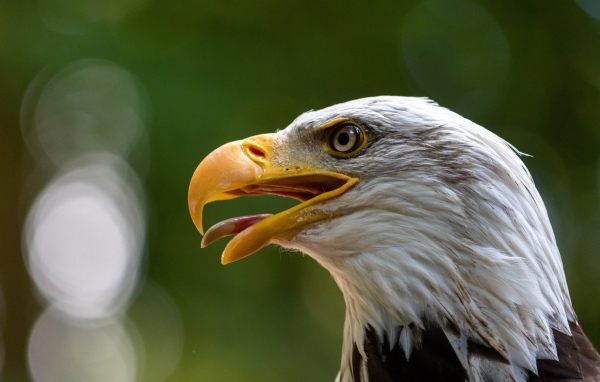 Орел с острым открытым клювом 