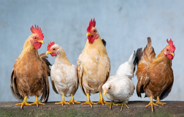 Five domestic chickens close-up
