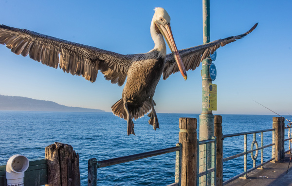 Great Pelican sits on the railing