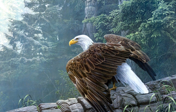 Большой белоголовый орлан сидит на столбе 